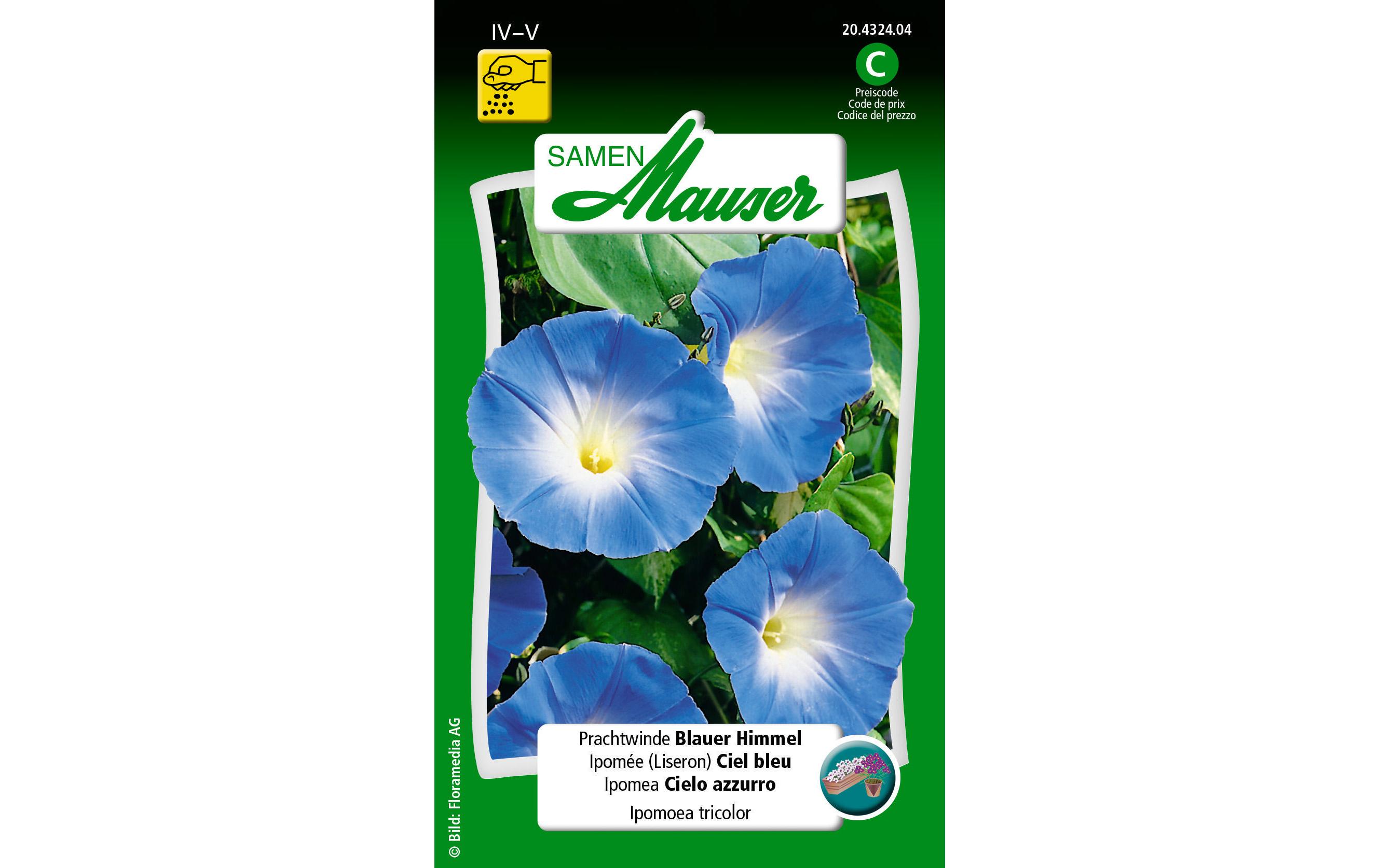Saatgut Prachtwinde Blauer HimmelBlumensamen