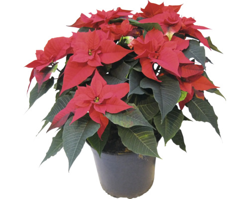Poinsettia Mix FloraSelf Euphorbia pulcherrima H 45 cm Ø 23 cm pot