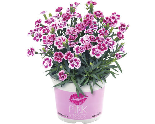 Anjer FloraSelf Dianthus caryophyllus Pink Kisses® Ø 11 cm pot