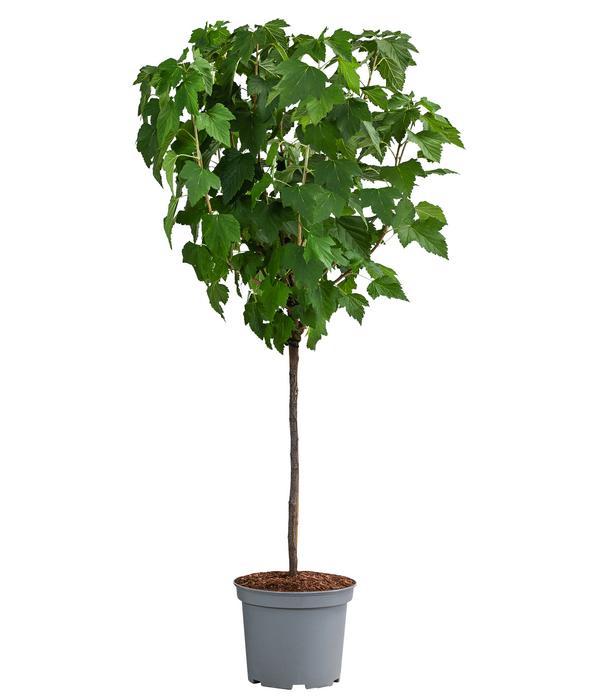 Johannisbeere 'Schwarze Perle'
