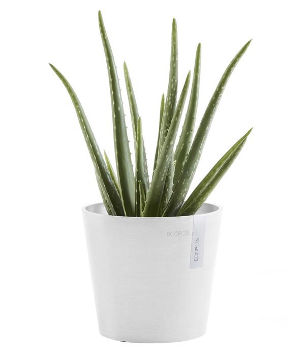 Ecopots Kunststoff-Topf Amsterdam Mini, rund,