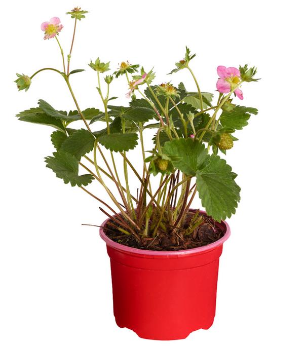 Erdbeere 'Viva Rosa'