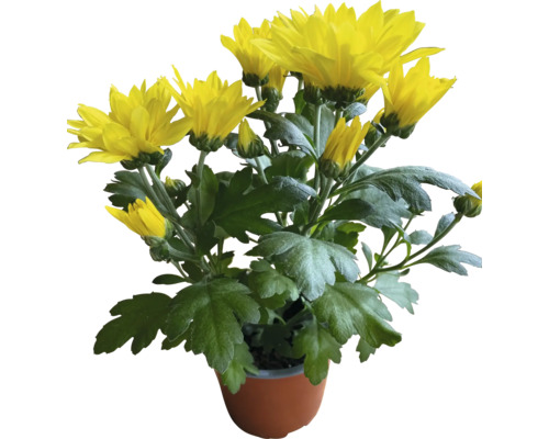 Herfstchrysantenmix Chrysanthemum indicum Ø 10,5 cm pot willekeurige variëteitselectie