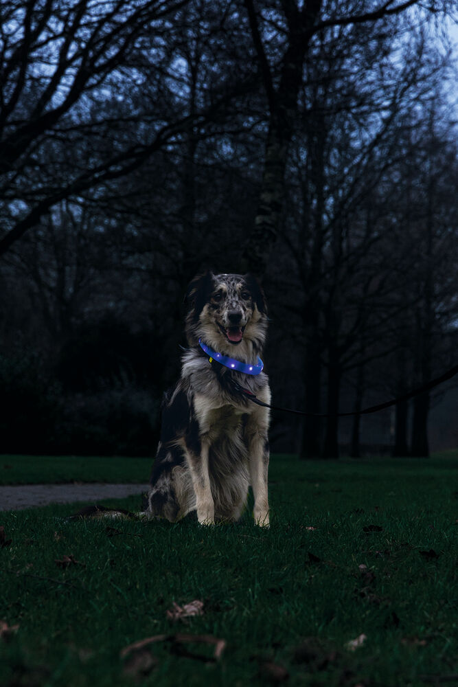 Beeztees Safety Gear Glowy USB - Lichtgevende Halsband - Hond - blauw - 2.5 cm