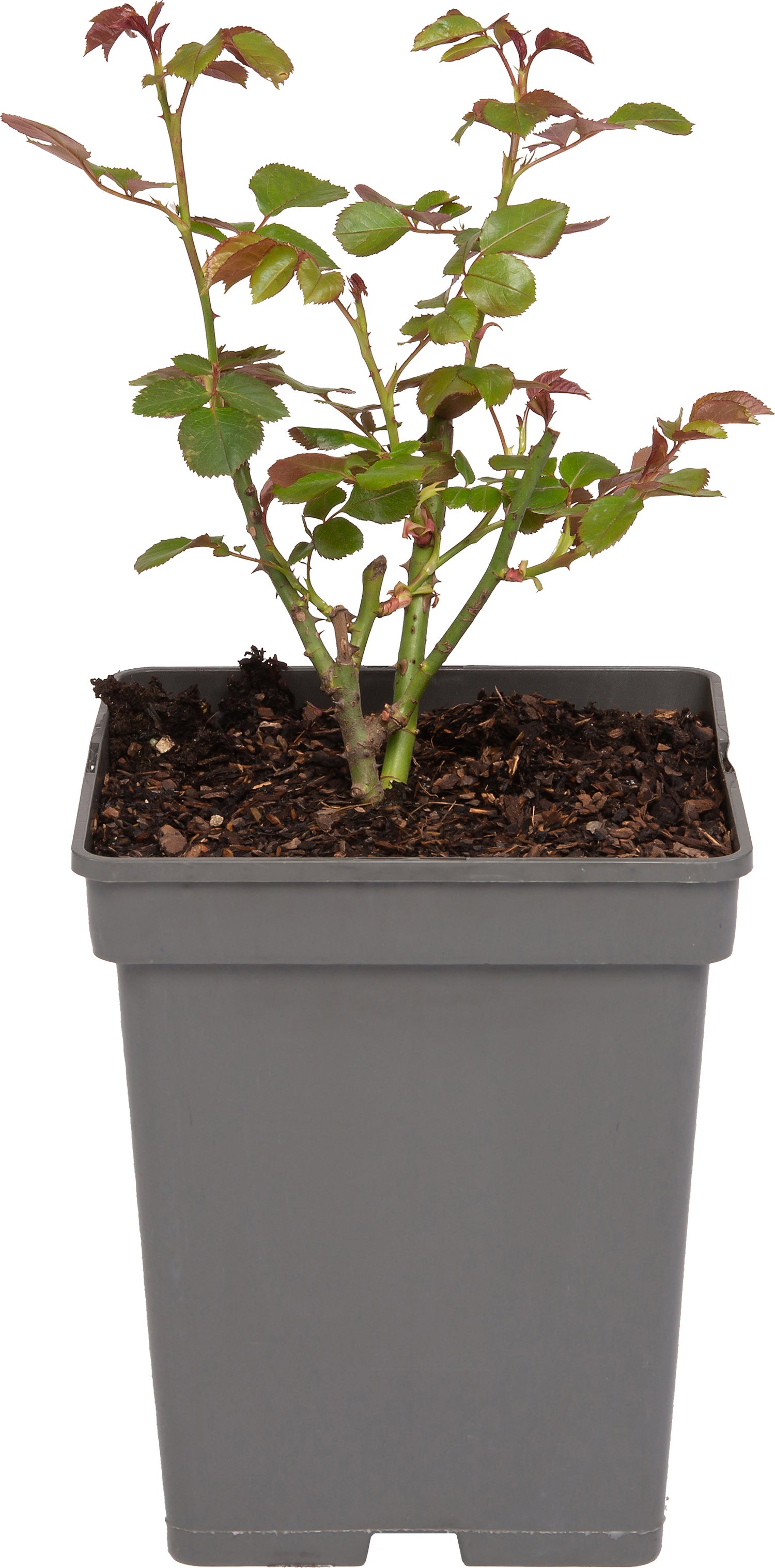 Trosroos (Rosa 'Nina Weibull') D 23 H 25 cm