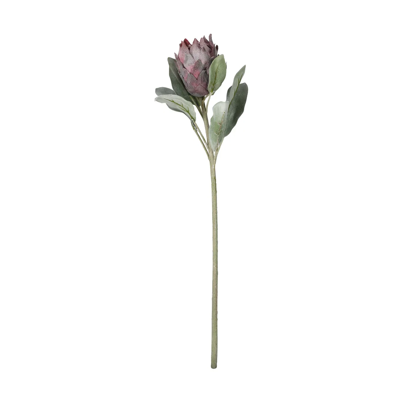 Protea snitt kunstig Høyde 72 cm