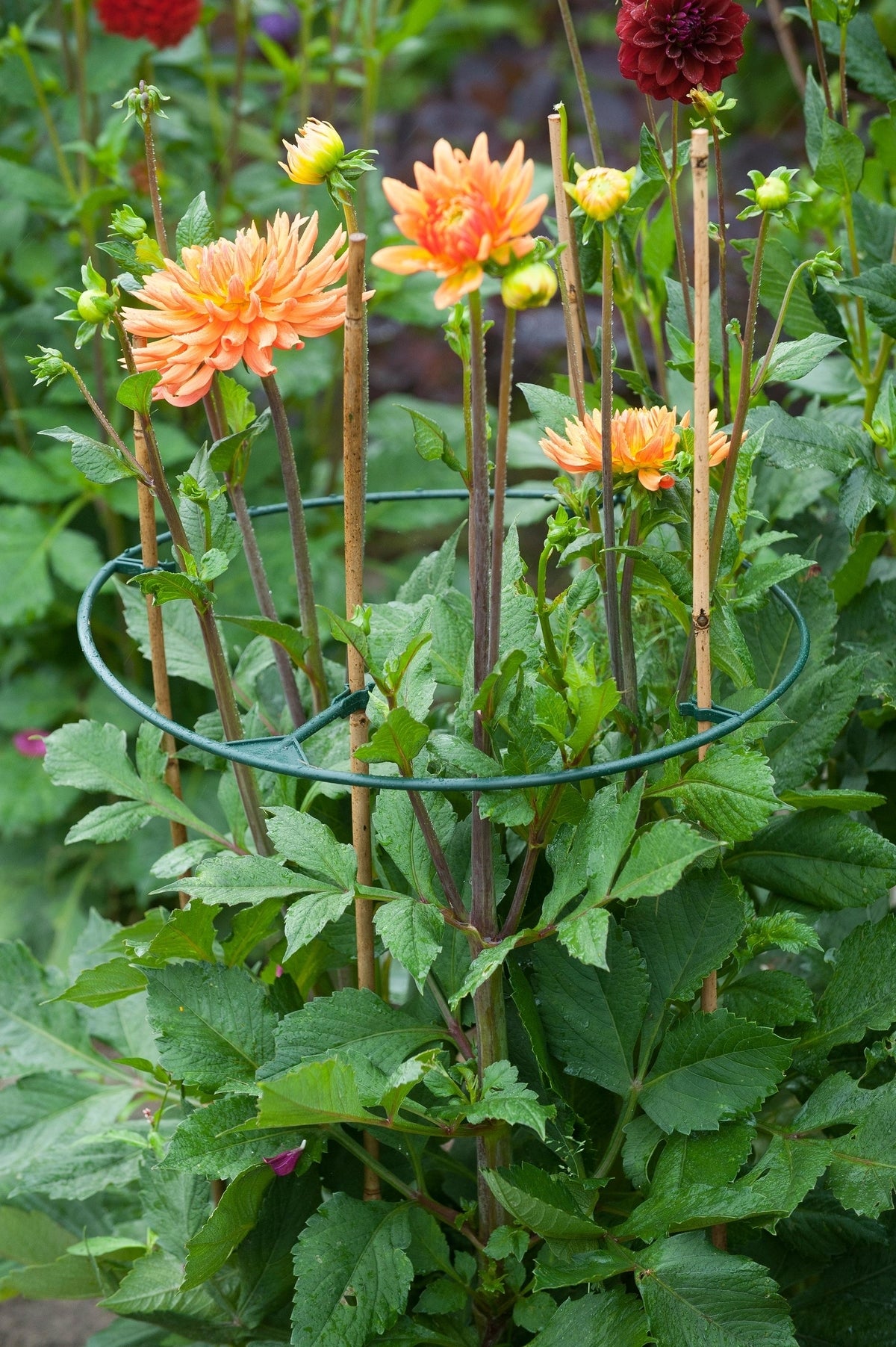 Nature Vario plantensteunen D 30-40 cm 3 stuks