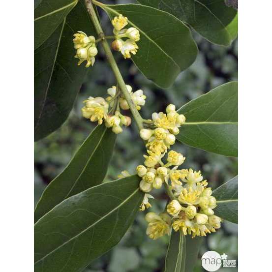 Laurus nobilis: hauteur 150/175 cm conteneur 18 litres