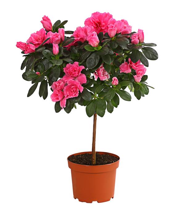 Zimmerazalee - Rhododendron simsii,