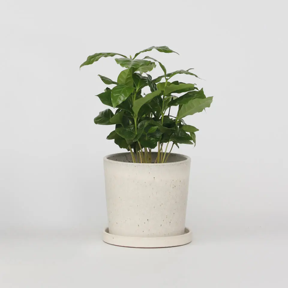 Koffieplant - Coffea arabica - Hoogte 25-40cm - ⌀12cm
