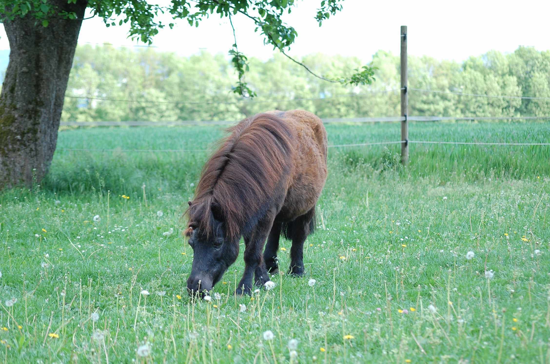 AMKA Ponytrense Wassertrense