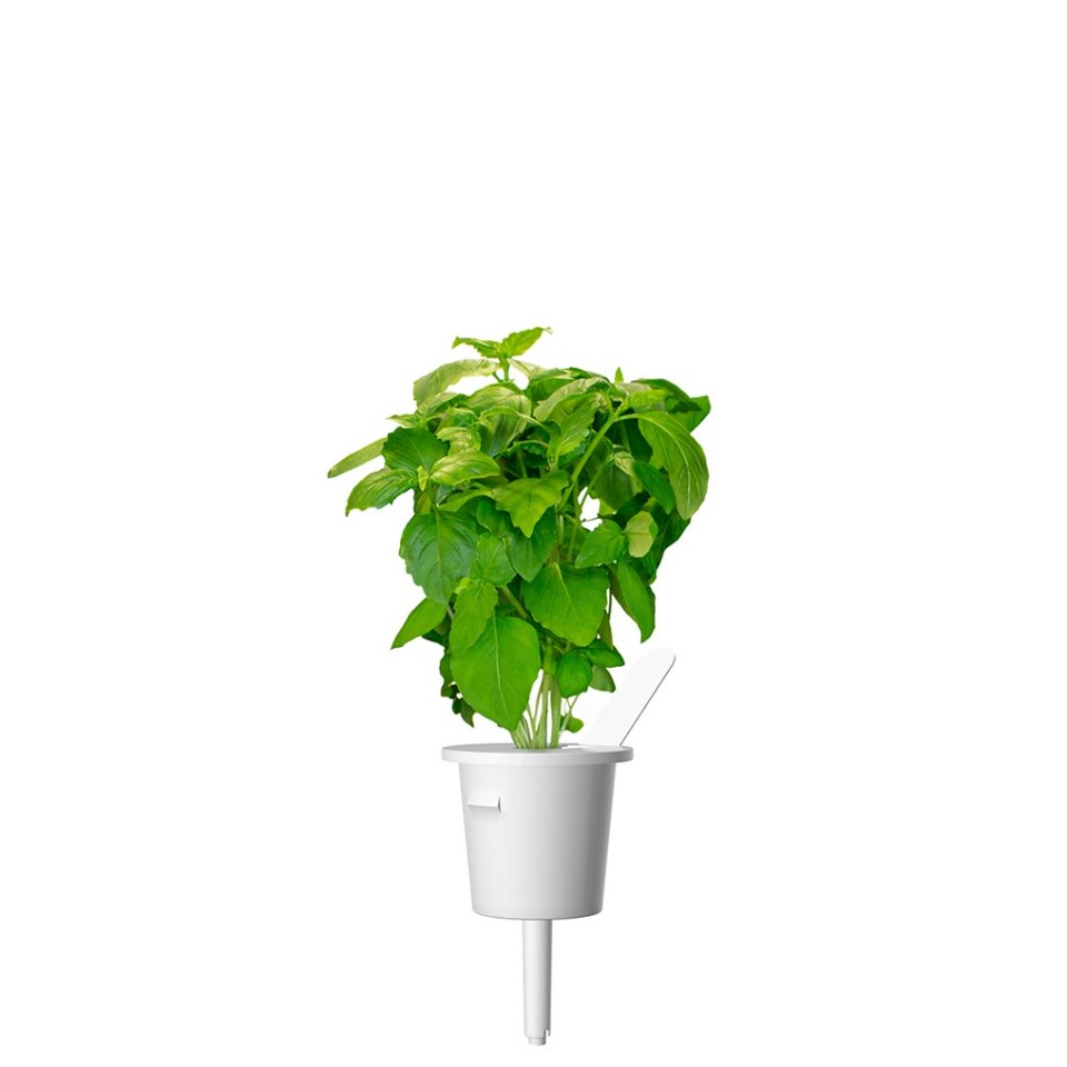 Click and Grow - Smart Garden Refill 3-pak - kanel-basilikum