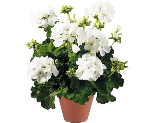Staande geranium FloraSelf Pelargonium zonale Ø 12 cm pot