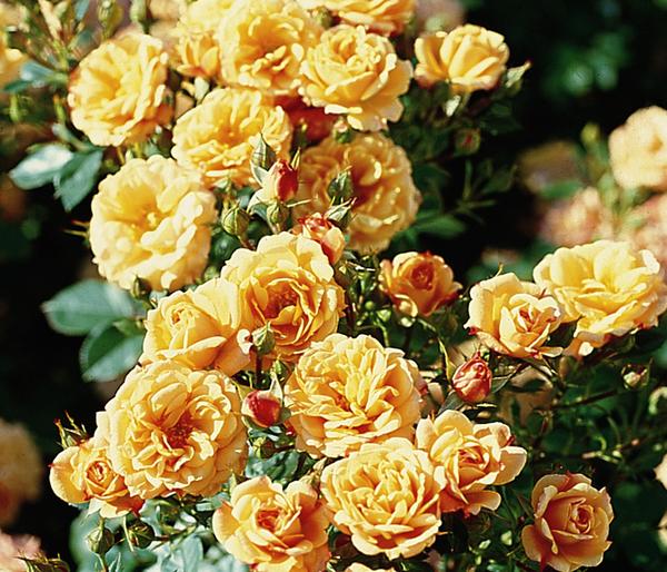 Zwergrose 'Apricot Clementine®'