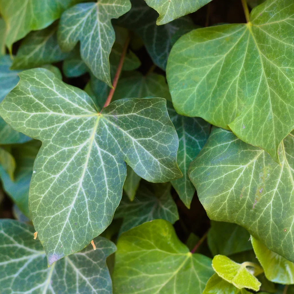 Hedera helix 'Woerner' Eføy 'Woerner' Ø15 cm