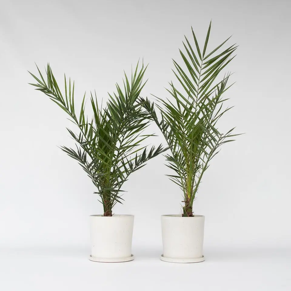 Canarische Dadelpalm - Set van 2 - Phoenix canariensis - Hoogte 80-100cm - ⌀19cm