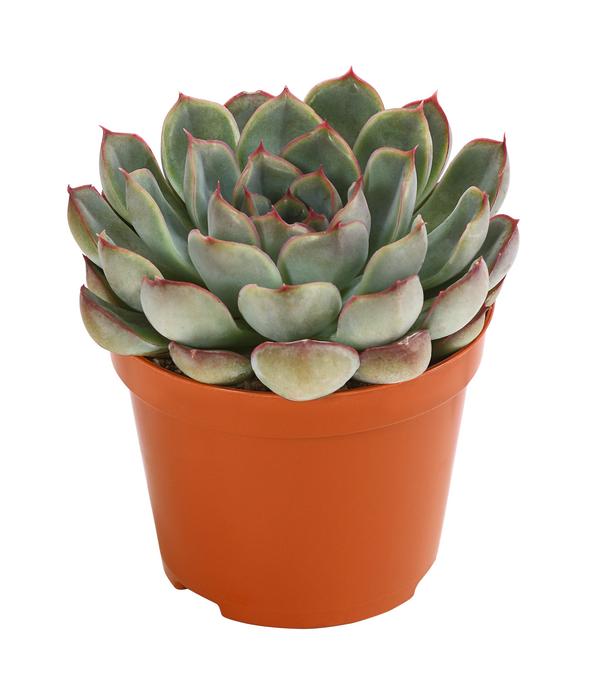 Echeverie - Echeveria Hybride, verschiedene