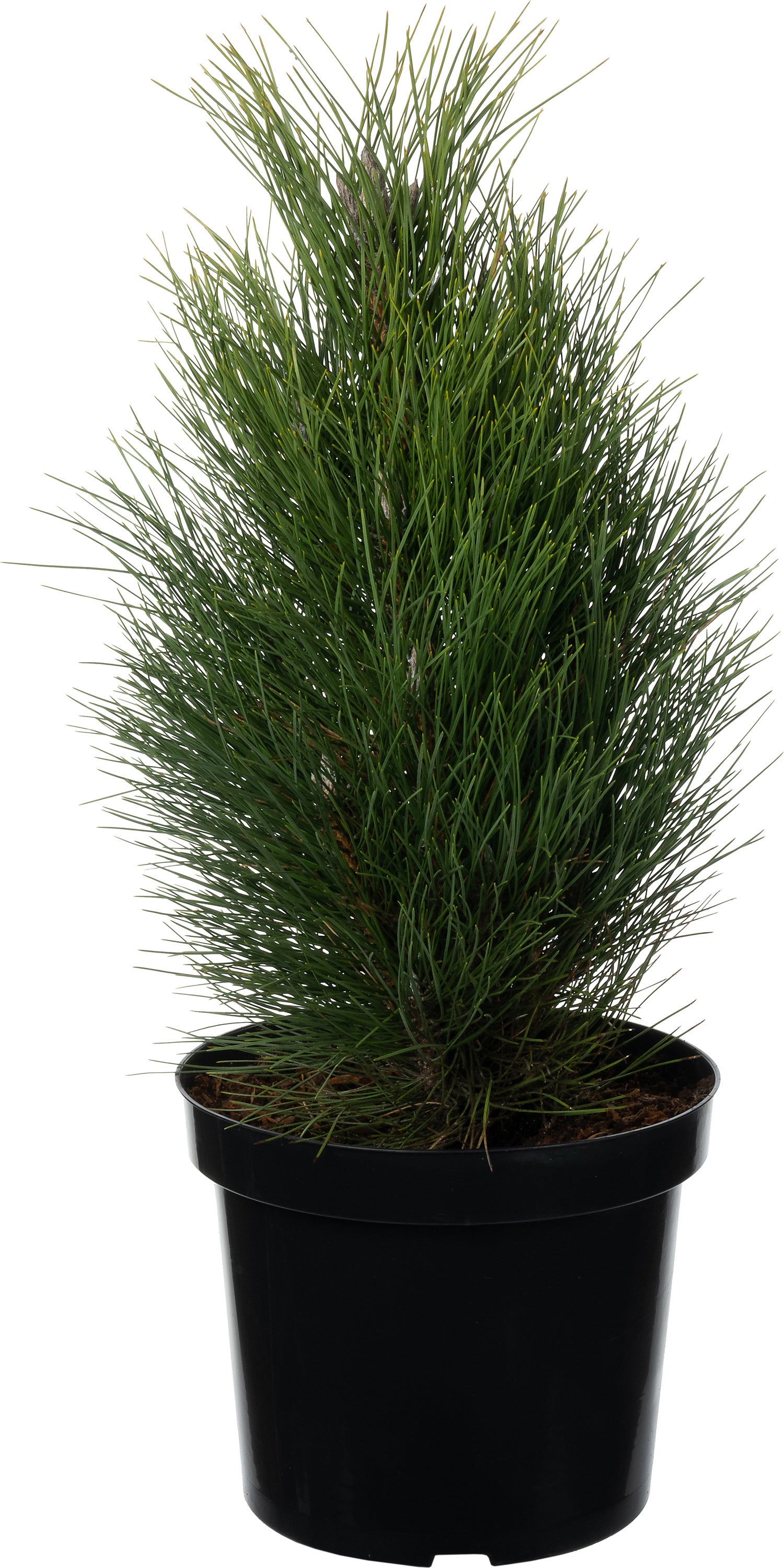 Bosnische Den (Pinus heldreichii 'Green Tower') D 26 H 40 cm