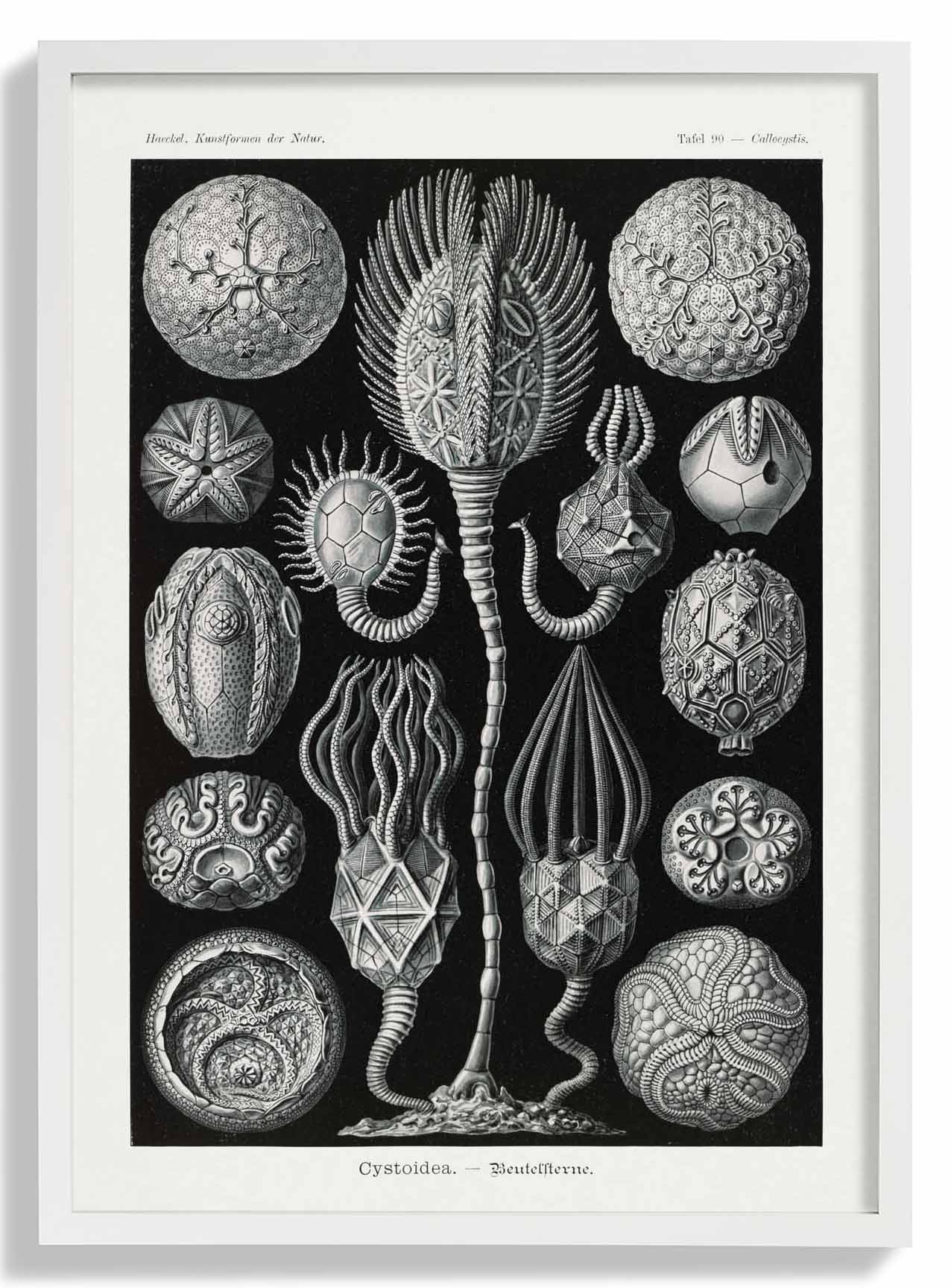 Cystoidea von Ernst Haeckel