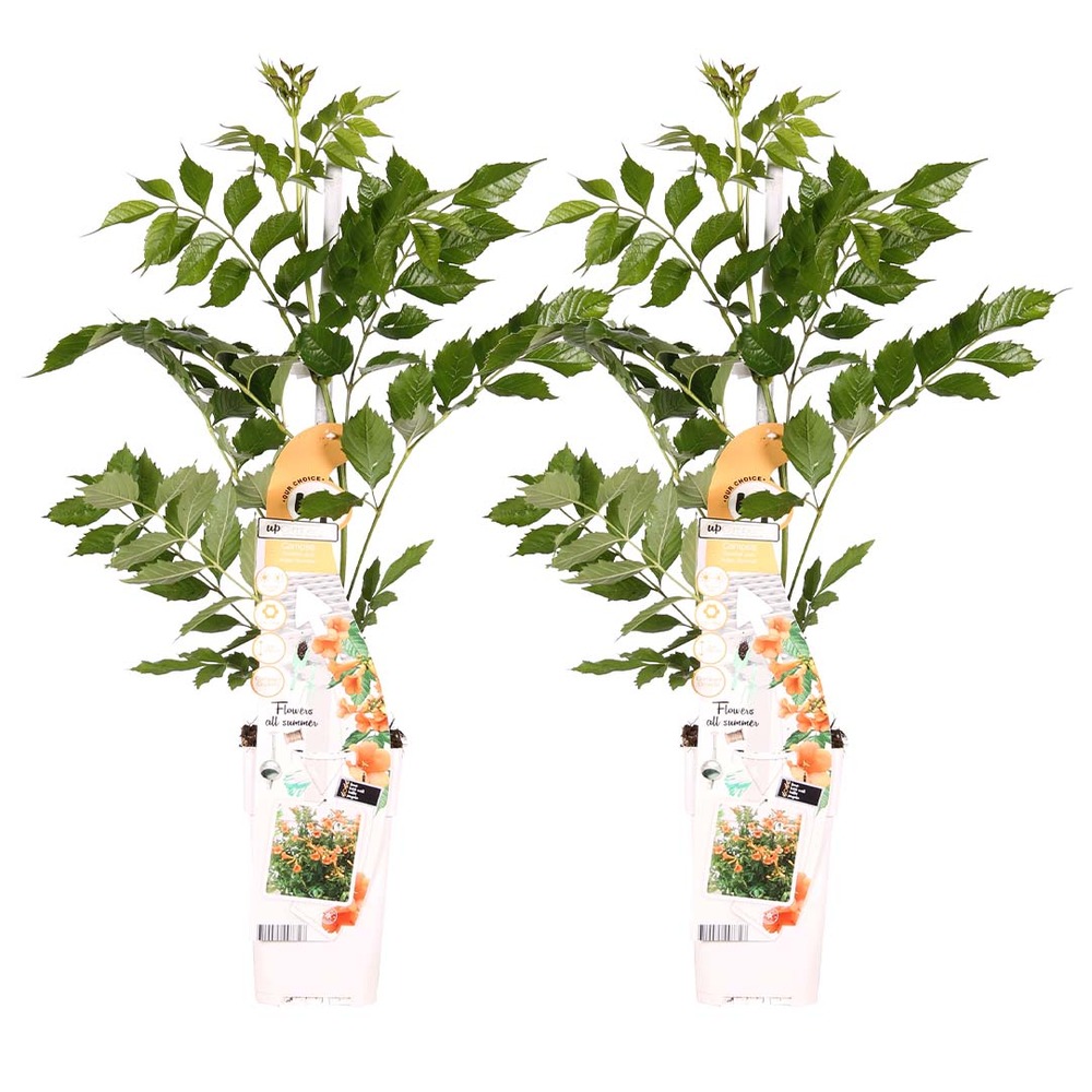 2x campsis 'indian summer' – creeper – trompette grimpeuse – hardy - ⌀15 cm – ↕55-65 cm