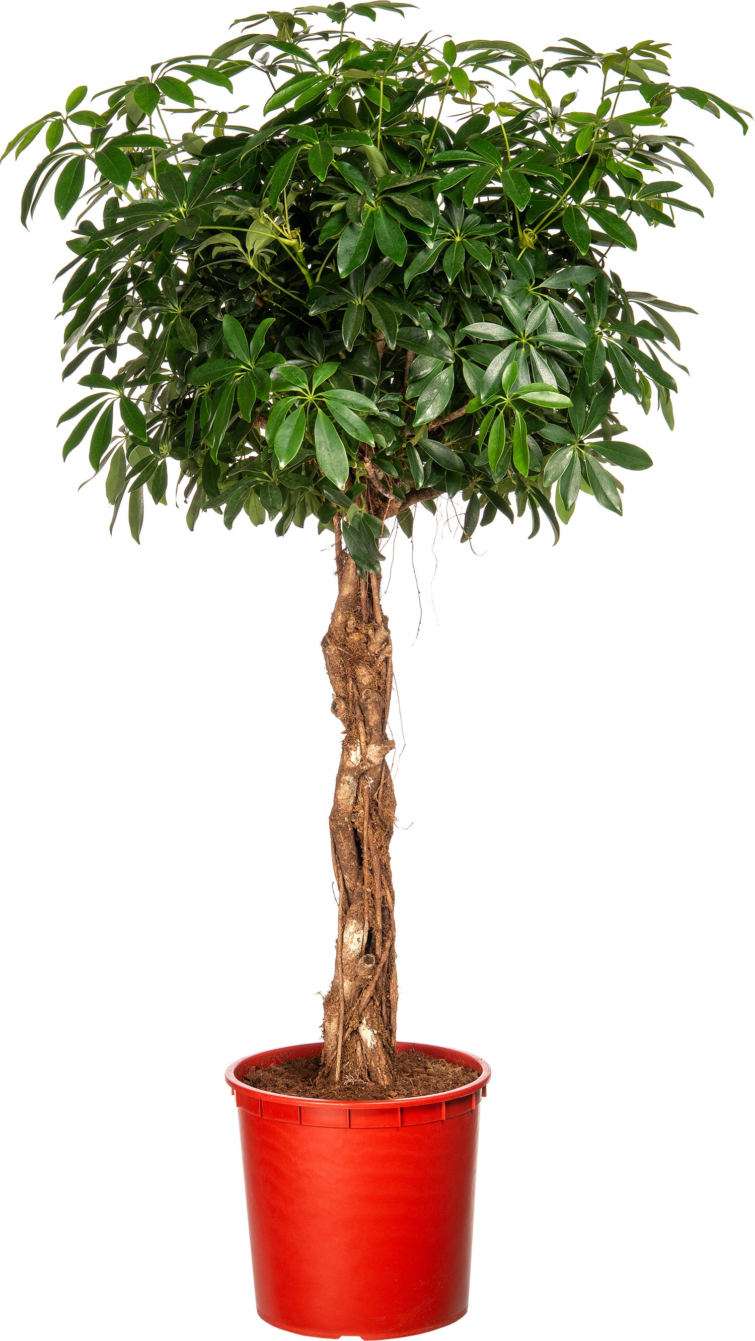 Vingersboom (Schefflera arboricola) D 34 H 160 cm