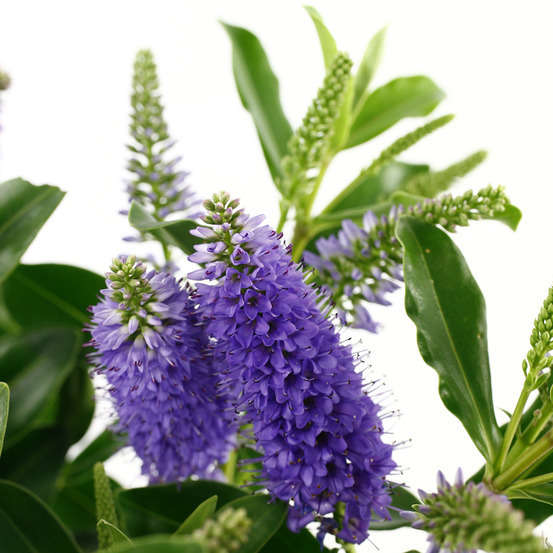 Hebe arbustive à fleurs - pot 4L