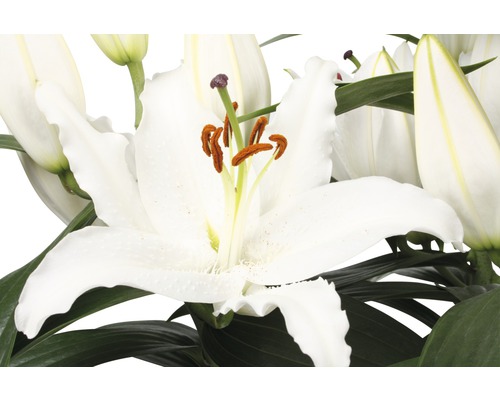 Lelies FloraSelf Lilium Orientalis Ø 13 cm pot