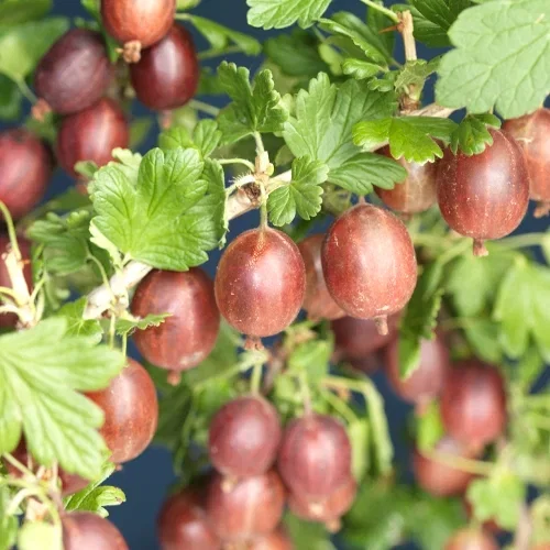 Ribes grossularia HINNONMÄKI RÖD Stikkelsbær HINNONMÄKI RÖD Ø22 cm
