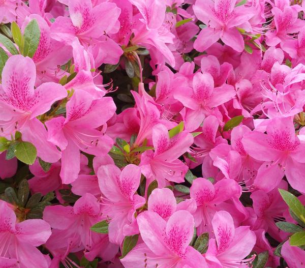 Zwerg-Rhododendron