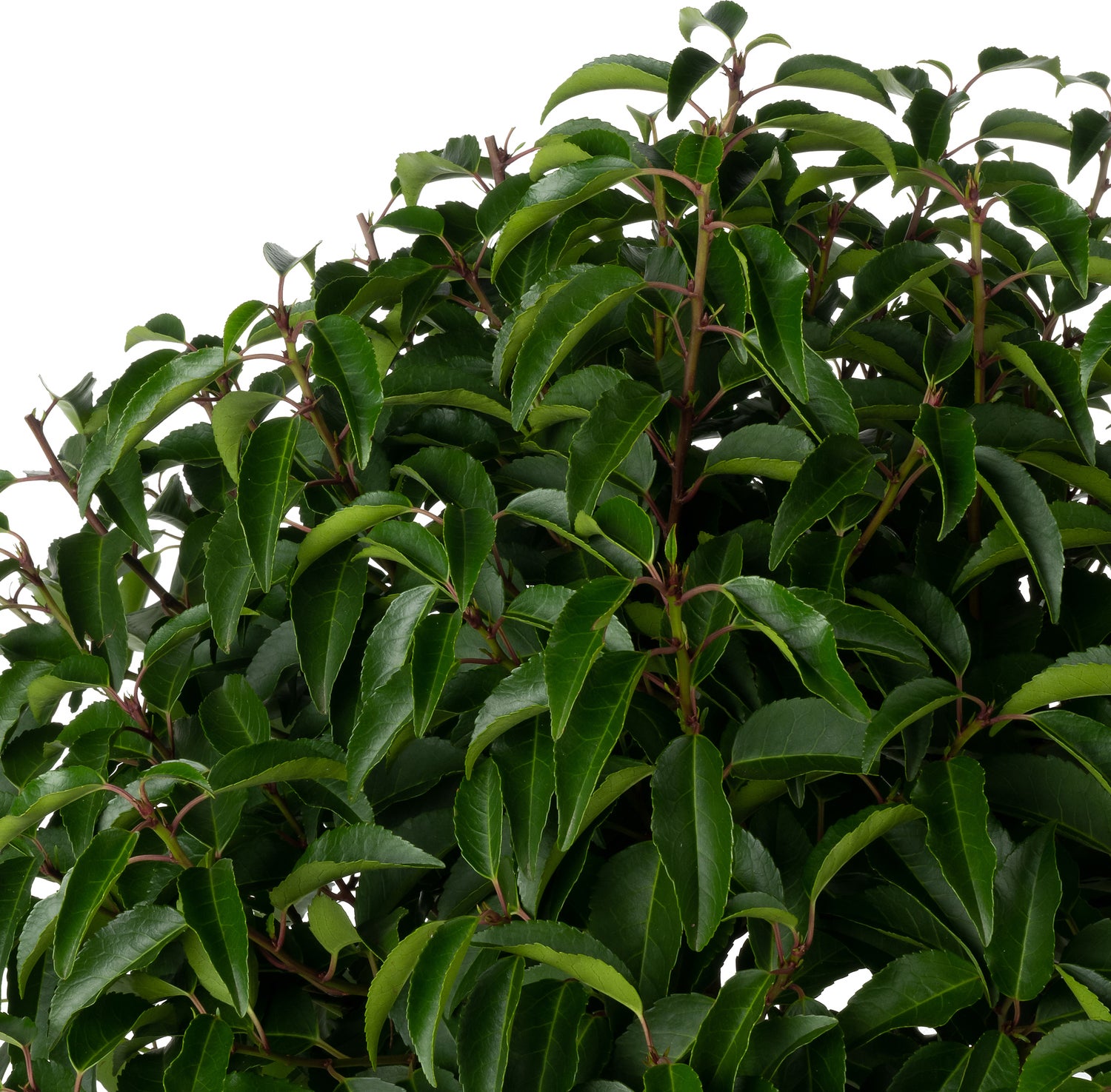 Portugese Laurier (Prunus lusitanica 'Angustifolia') D 27 H 60 cm