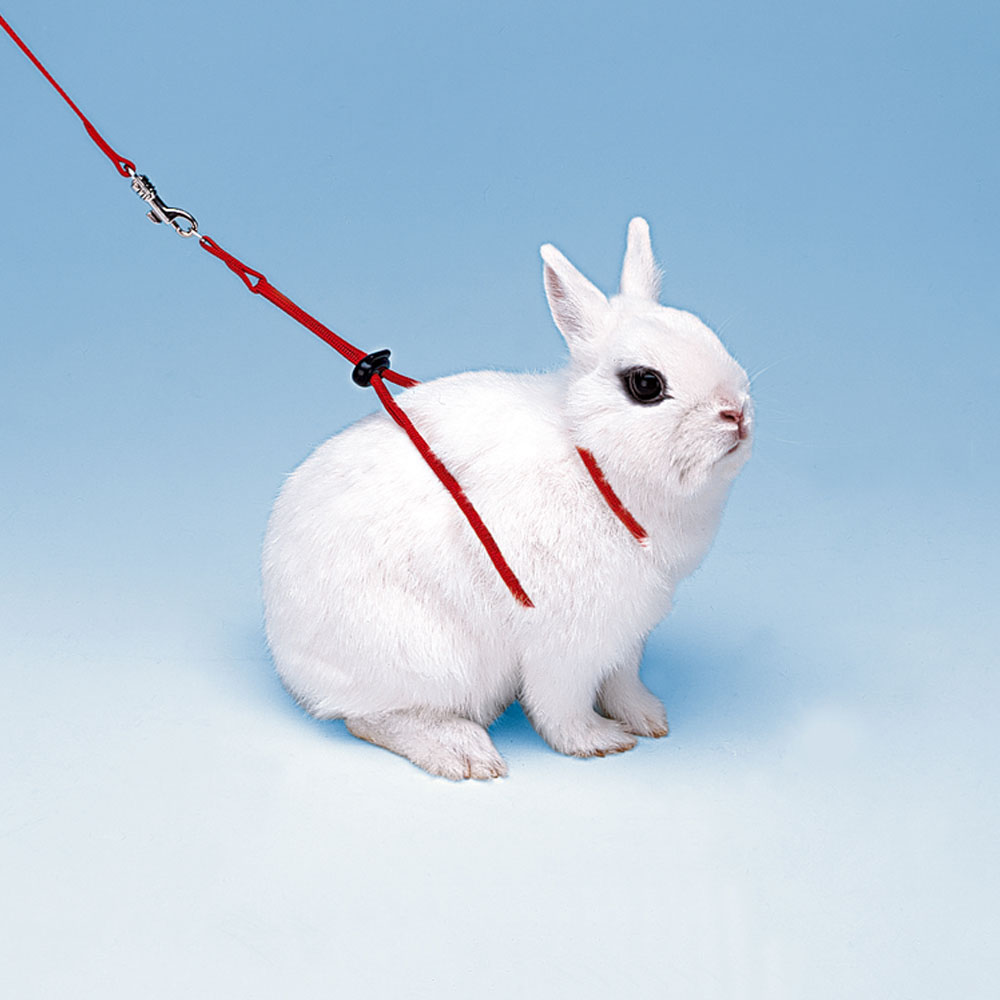 Accessoires rongeurs ferplast ny rab laisse harnais lapin réglable