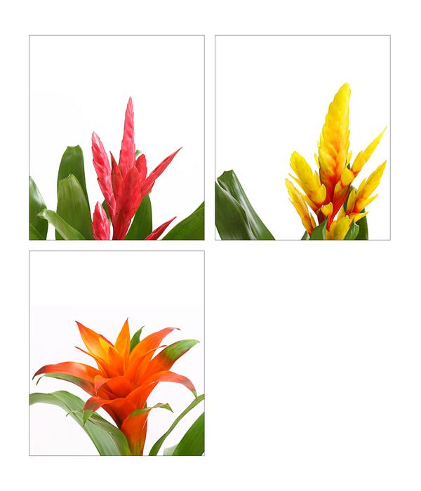 Vriesea - Bromelia cultivars, verschiedene