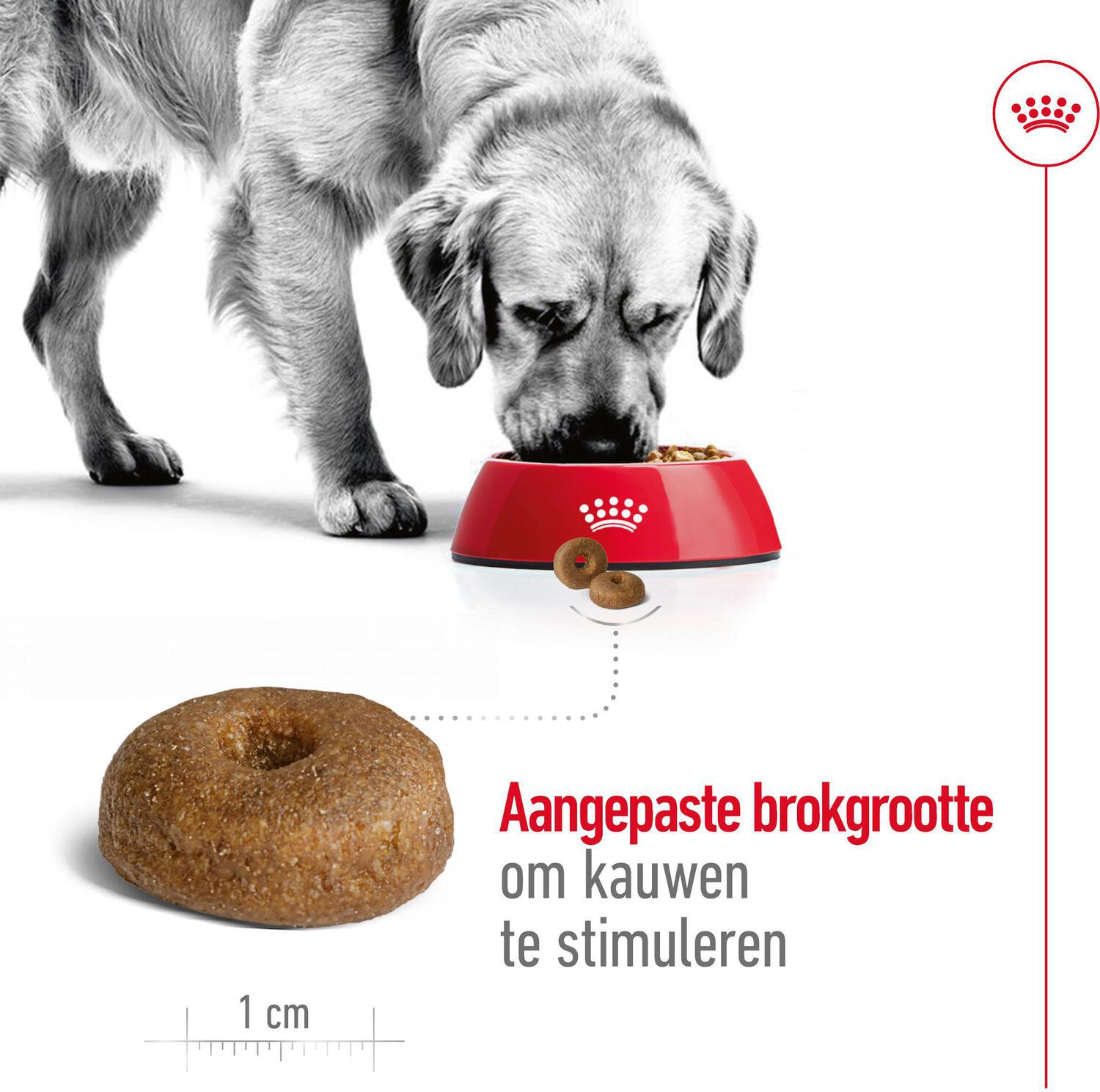 Royal Canin hondenvoer Maxi Ageing 8+ 15 kg