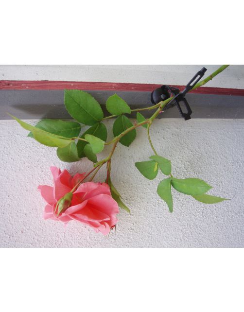 Nature Klimplantband - Klim-En Geleide Artikel - 0.1x0.7x150 cm Zwart