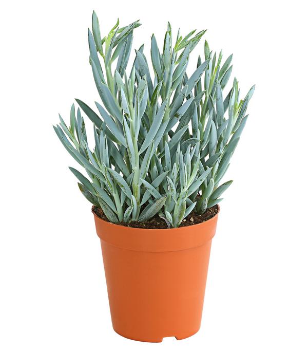 Greiskraut - Senecio talinoides 'Aquarine
