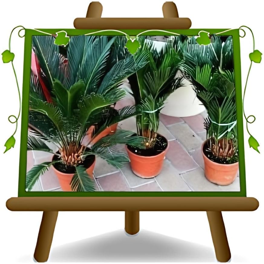Cycas Revoluta Zierpflanze - auf Topf von 20 Höhe 80 cm