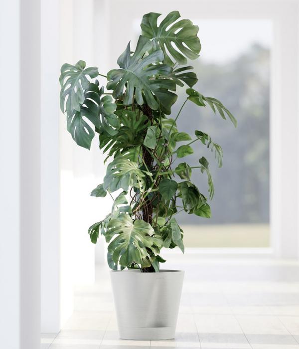 Ecopots Kunststoff-Topf Venice 2, rund