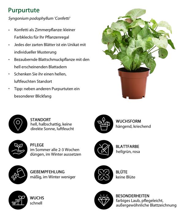 Zimmerpflanzen-Set Gute Laune, 4-teilig