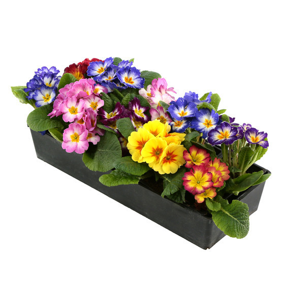 Primevère : barquette de 10 plants - Coloris variables