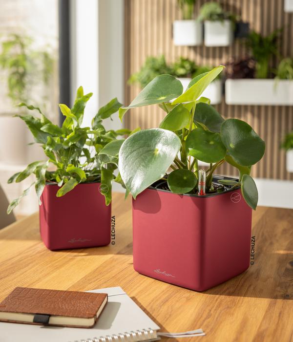 LECHUZA® CUBE Premium, All-in-One Set, matt