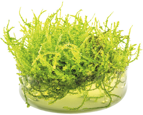 Kerstboommos - Vesicularia montagnei, Kerstmos In-Vitro