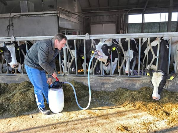 Cow Drencher
