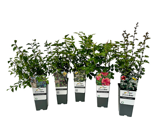 Naturschutzhecken-Set, 5er, bunt