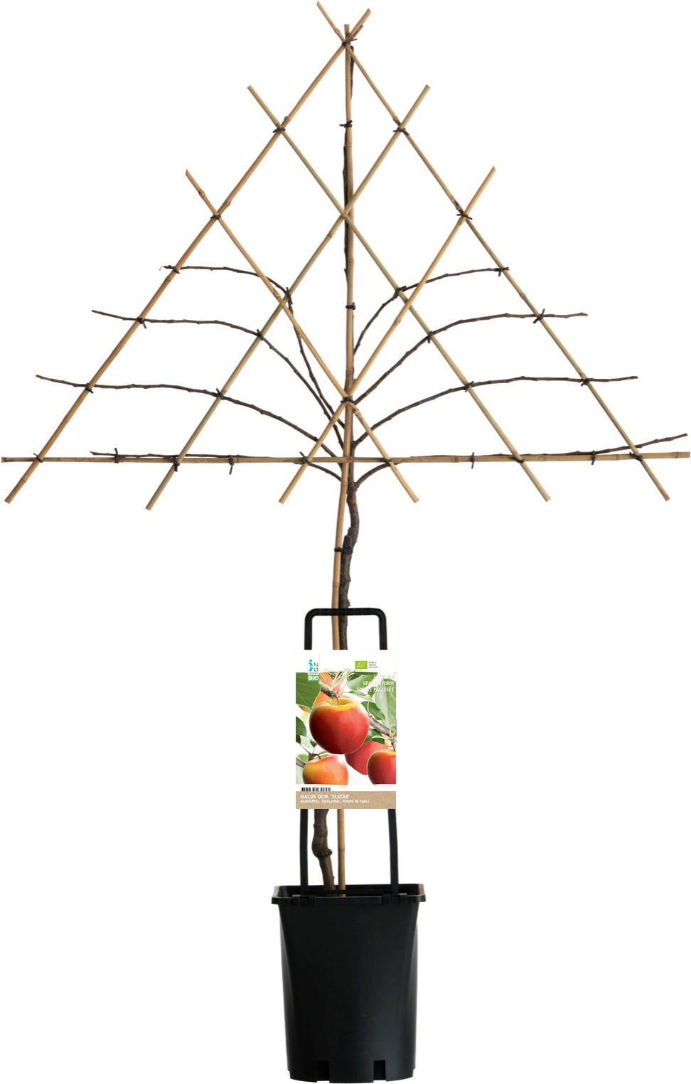 Appelboom leivorm (Malus domestica 'Elstar') D 26 H 150 cm