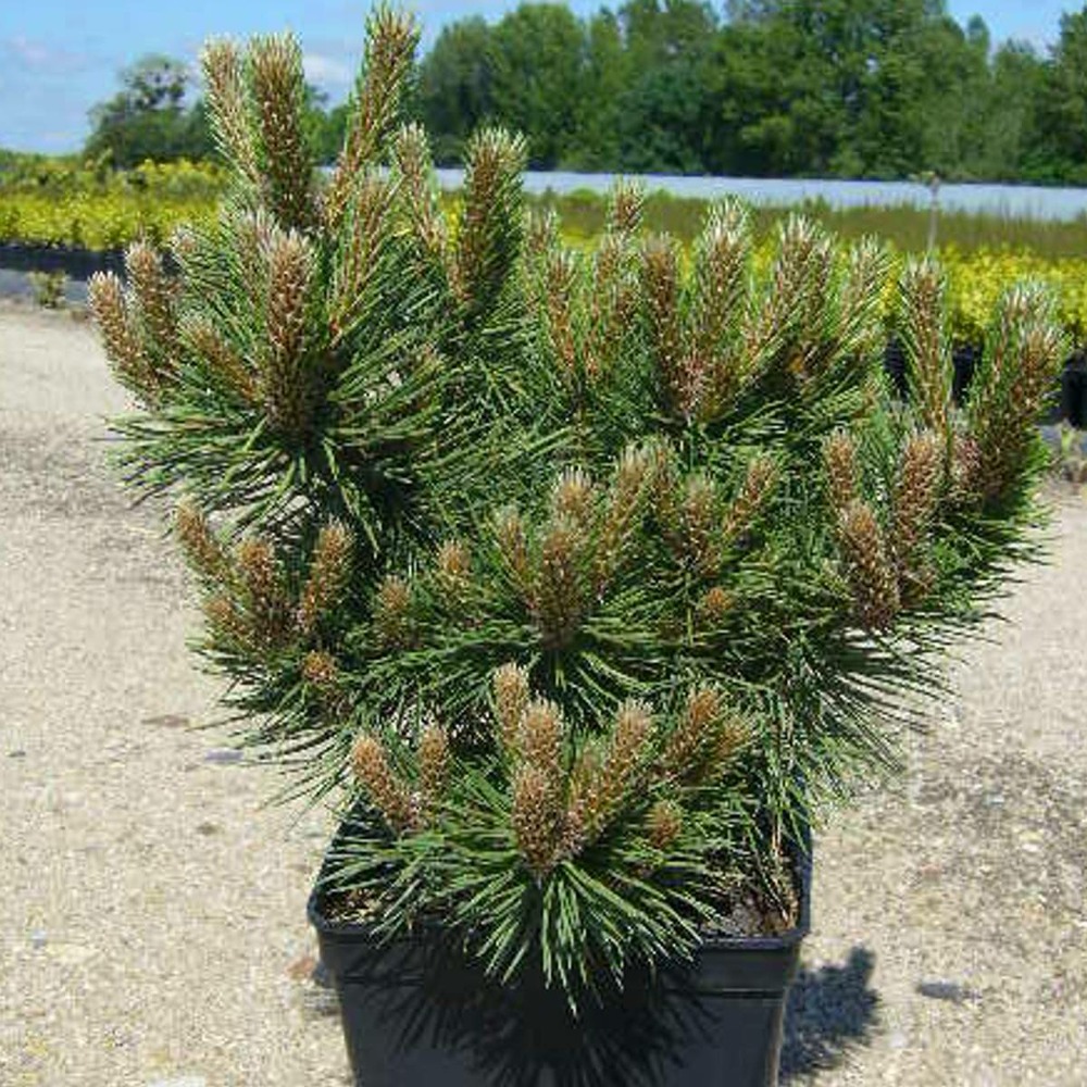 Pin noir nigra austriaca nana/pinus nigra austriaca nana[-]pot de 3l