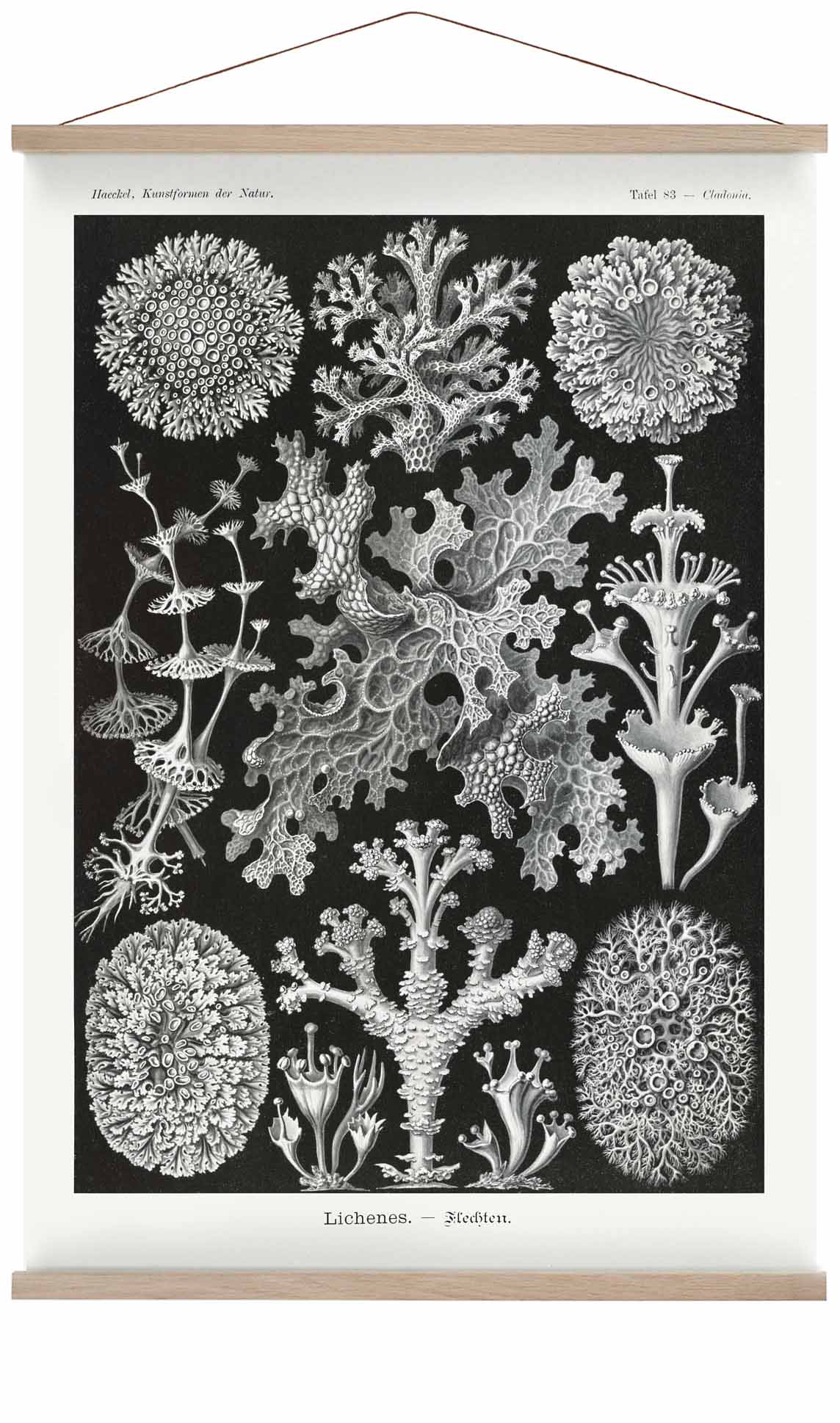Flechten von Ernst Haeckel
