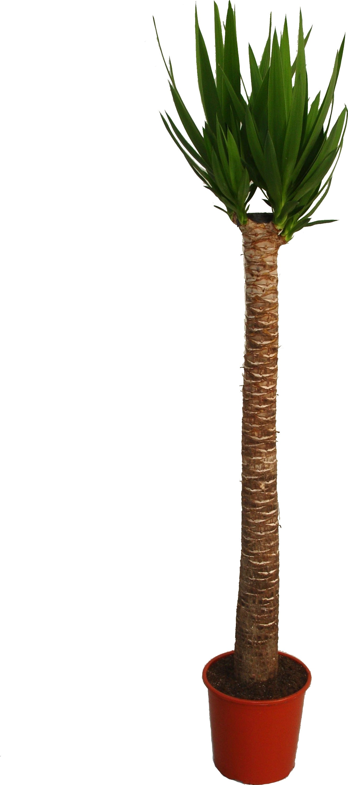 Yucca (Yucca 'Maya Tree') D 27 H 160 cm