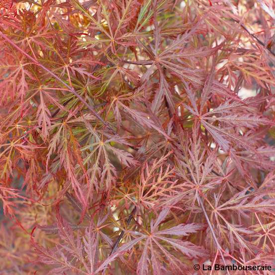 L'Acer palmatum Dissectum Garnet : C7L
