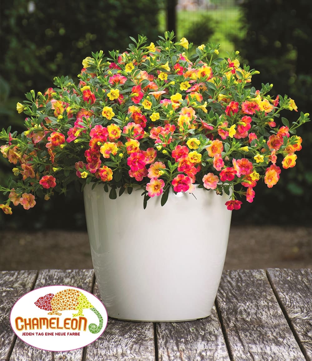 Zauberglöckchen 'Chameleon® Double Pink-Yellow'