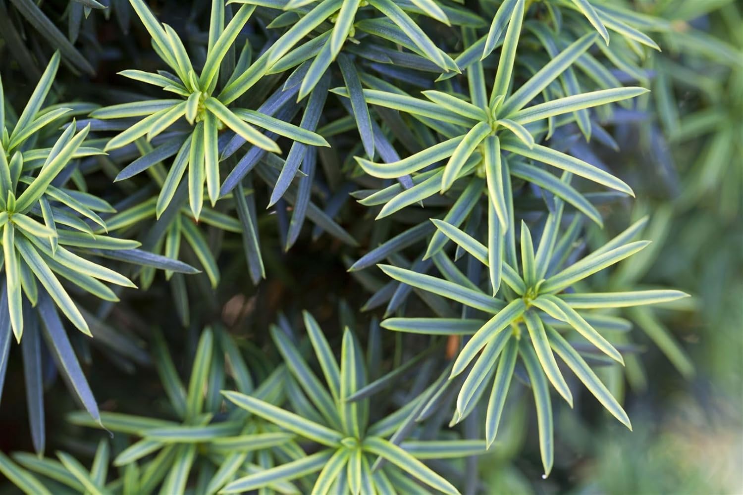 Taxus baccata 'Fastigiata Aureomarginata' 180-200 cm - Säuleneibe, goldgelb gerandete Nadeln, immergrün, ideal für Hecken und Solitärpflanzungen, winterhart